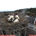 11_15-nest.jpg