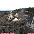 11_20-nest.jpg
