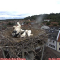 11_25-nest.jpg