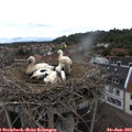 11_30-nest.jpg