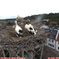 11_35-nest.jpg