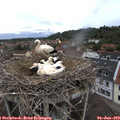 11_40-nest.jpg