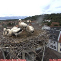 11_45-nest.jpg