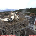 11_50-nest.jpg