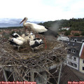 11_55-nest.jpg