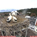 12_00-nest.jpg