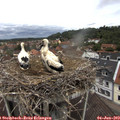 12_05-nest.jpg