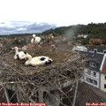 12_10-nest.jpg