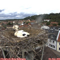 12_15-nest.jpg