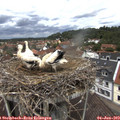 12_20-nest.jpg