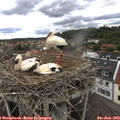 12_35-nest.jpg