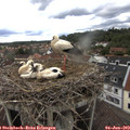 12_40-nest.jpg