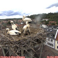 12_45-nest.jpg