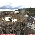 12_50-nest.jpg