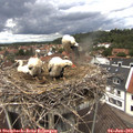 12_55-nest.jpg