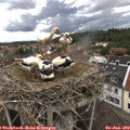 13_00-nest.jpg