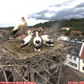 13_05-nest.jpg