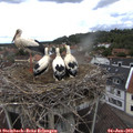 13_10-nest.jpg
