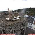 13_15-nest.jpg