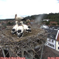 13_20-nest.jpg