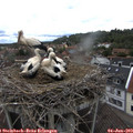 13_25-nest.jpg