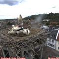 13_30-nest.jpg