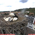 13_35-nest.jpg