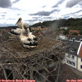 13_40-nest.jpg