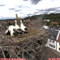 13_45-nest.jpg