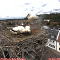 13_50-nest.jpg