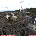 13_55-nest.jpg