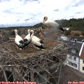 14_00-nest.jpg