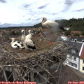 14_05-nest.jpg