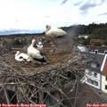 14_10-nest.jpg