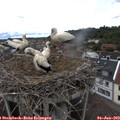 14_15-nest.jpg