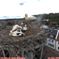 14_20-nest.jpg