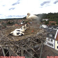 14_25-nest.jpg
