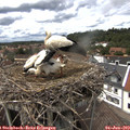 14_30-nest.jpg
