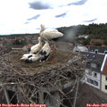 14_35-nest.jpg