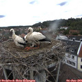 14_40-nest.jpg