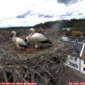 14_45-nest.jpg