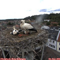 14_50-nest.jpg
