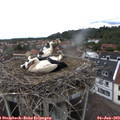 14_55-nest.jpg
