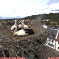 15_00-nest.jpg