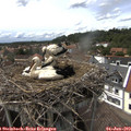 15_10-nest.jpg