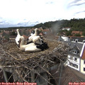 15_15-nest.jpg
