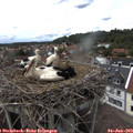 15_20-nest.jpg