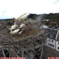 15_25-nest.jpg