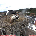 15_30-nest.jpg