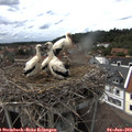 15_35-nest.jpg